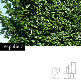 Carpinus-Fastigiata-soort.jpg