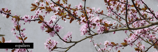 parasol-bomen-bloemen-prunus.jpg