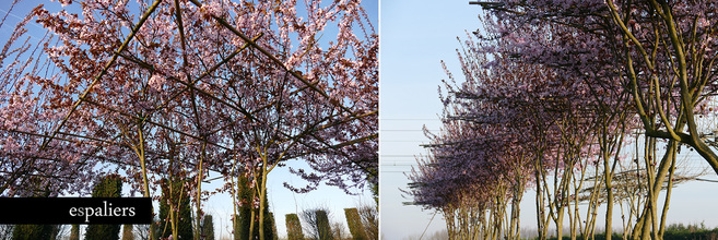 parasolbomen-bloemen-prunus.jpg