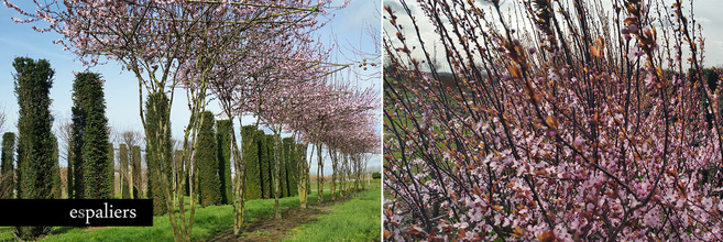 parasolbomen-met-duizenden-bloemen-prunus-parasol.jpg