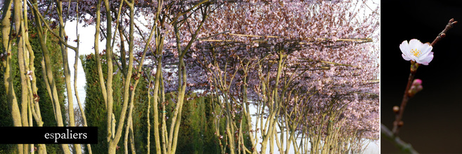 parasol-bloemen-prunus.jpg