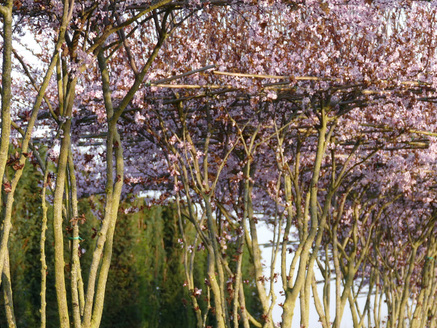 parasol-bloemen-prunus.jpg
