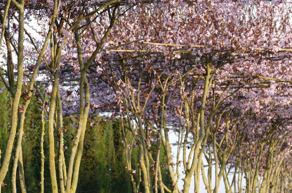 parasol-bloemen-prunus.jpg
