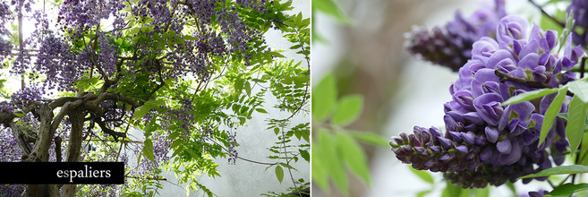 parasolbomen-bloemen-wisteria.jpg