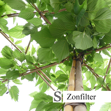 Parasolbomen met grote bladeren