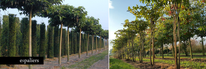 dak-bomen-grote-bladeren-parasol-morus.jpg