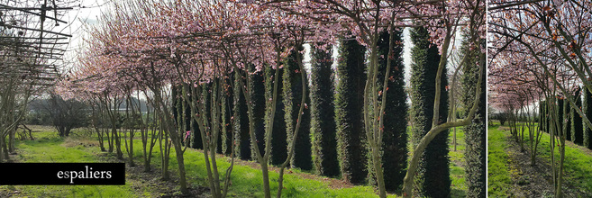 parasolbomen-met-duizenden-bloemen-prunus-subhirtella.jpg