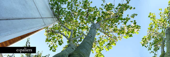 dakbomen-bladeren-parasol-platanus-zonfilter.jpg