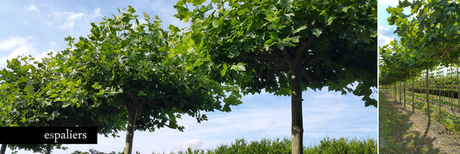 dakbomen-bladeren-parasol-platanus.jpg