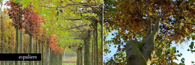 dakbomen-bladeren-parasol-platanus-herfst.jpg