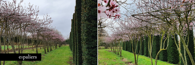 parasol-bloemen-prunus-cerasifera-nigra.jpg