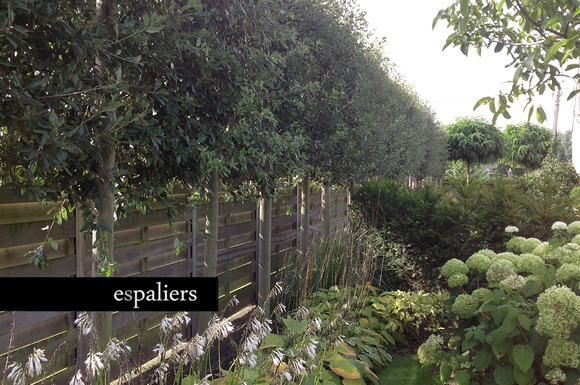 espaliers & privacy Steeneik_leibomen_privacytrees.jpg