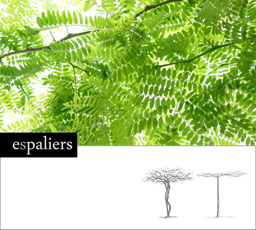 Gleditsia triancanthus 'Sunburst' Gleditsia triancanthus 'Sunburst'