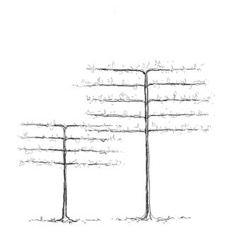 Etages Espalier trees on levels