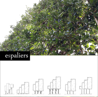 Quercus-ilex-leiboom-soort.jpg