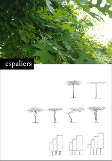 Quercus-palustris-soort.jpg