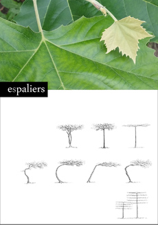 platanus-hispanica-soort.jpg