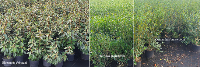 Massiefplanten-qualityplants-elaeagnus.jpg