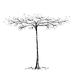 Natuurlijke parasol Natural parasol tree with single stem