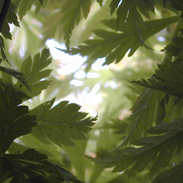 Acer - Japanse esdoorn