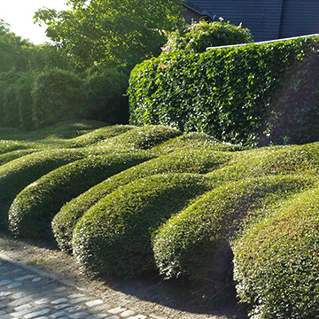 Haag - en massiefplanten