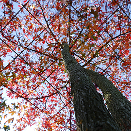 Parasolherfstkleurliquidambar.jpg