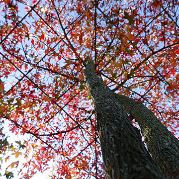 Des arbres parasols aux belles couleurs d'automne