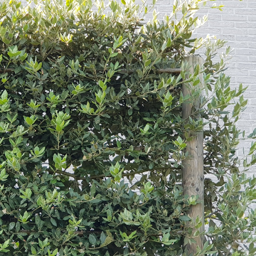 Low Evergreen Screens
