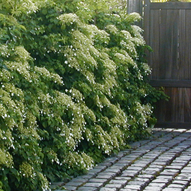 Leibomen-met-bloemen.jpg