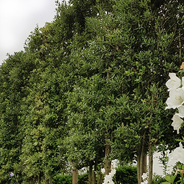 groenblijvendeleibomen.jpg