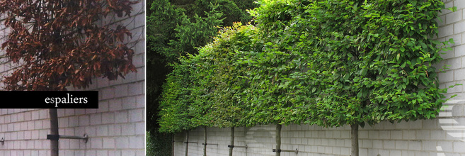 Bladhoudende-leibomen-Carpinus-betulus.jpg