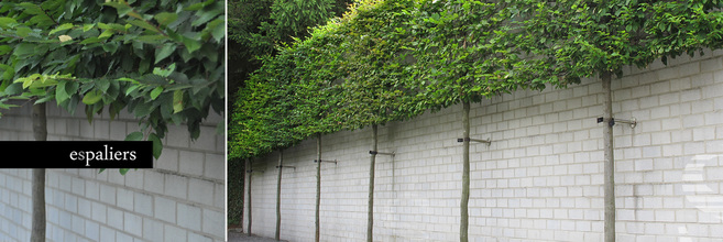 Bladhoudende-leibomen-Carpinus.jpg