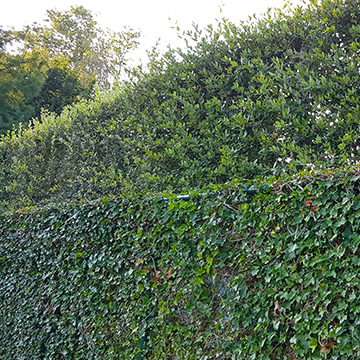 Tall espaliers evergreen