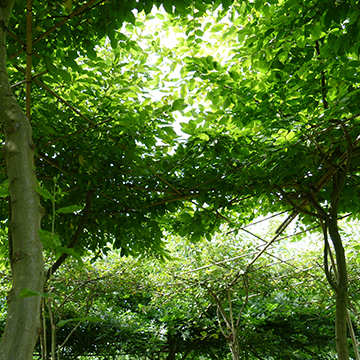 Les formes naturelles du parasol d'Espaliers