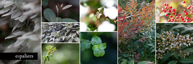 Collage-lage-schermen-met-kleur-en-bloem4.jpg