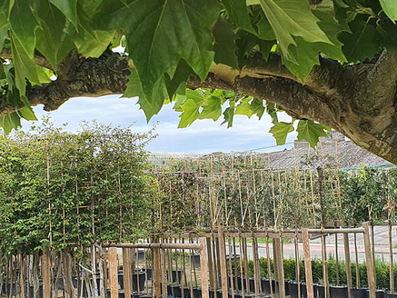 Natuurlijke zonwering op maat van jouw project Asymmetrische-Parasol-Plataan-Espaliers.jpg