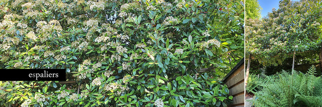 groenblijvende-leibomen-photinia-glansmispel.jpg