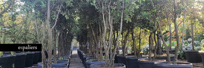 Qualityplants-Quercusilex-meerstammige-steeneik.jpg