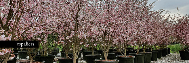 Qualityplants-prunus-serrulata.jpg