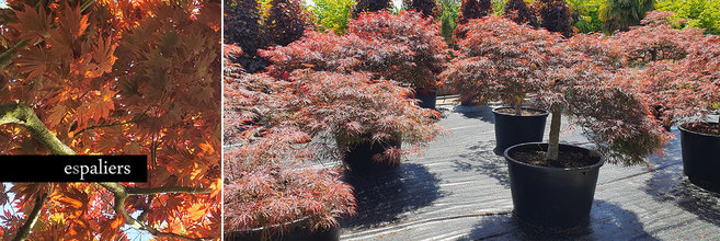 Acer-palmatum-dissectum-garnet.jpg