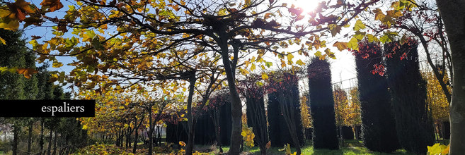 dak-bomen-grote-bladeren-Platanus-artistieke-stam.jpg