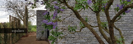 Leibomen-Quercus-ilex-Heffen-Mechelen.jpg