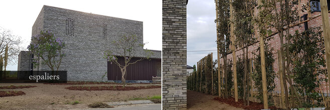 Steeneiken-Quercus-ilex-Heffen-Mechelen.jpg