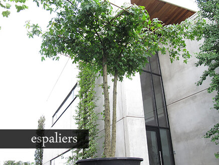 Aandachtpunten bij de keuze van een parasolboom  parasolbomenbelgie.jpg