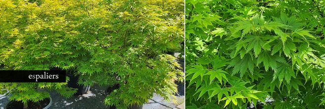 Acer-palmatum-015.jpg