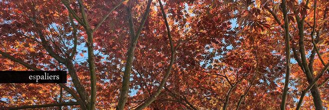 Acer-palmatum-016.jpg