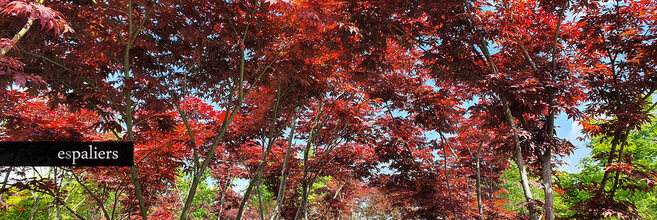 Acer-palmatum-014.jpg