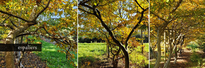 speelbomen-kopen-herfst.jpg