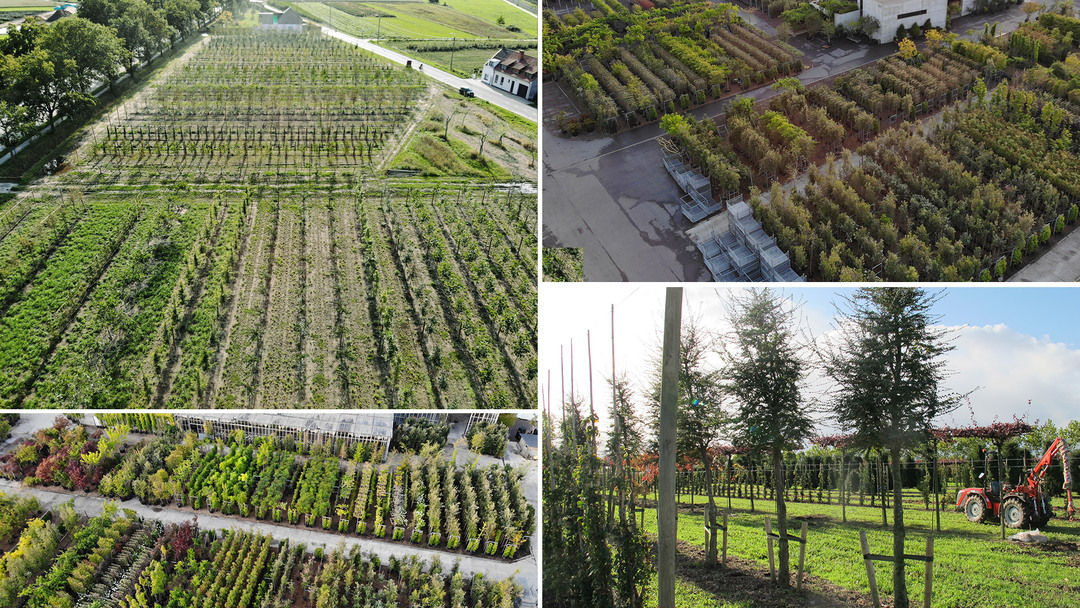 boomkwekerijEspaliers.jpg boomkwekerijEspaliers.jpg