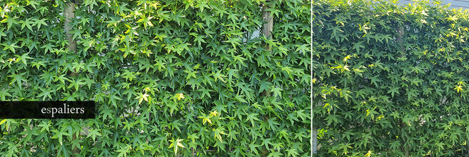 Lageschermen-liquidambar-oosterzele-zottegem.jpg